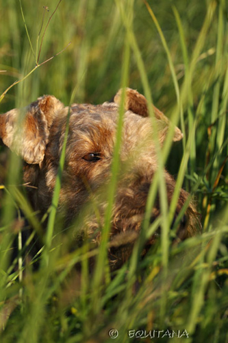 airedale-terrier20