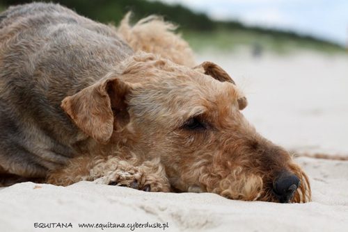 airedale-terrier201