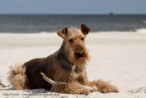 airedale-terrier202