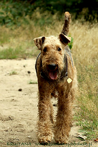 airedale-terrier203