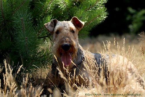 airedale-terrier204