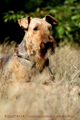 airedale-terrier205