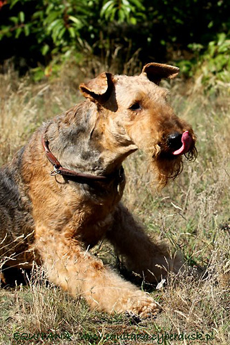 airedale-terrier206