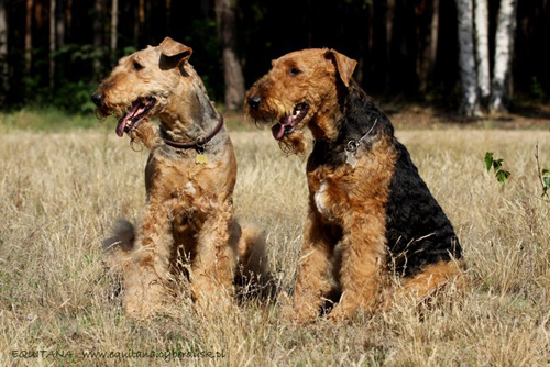 airedale-terrier207