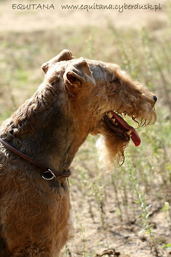 airedale-terrier208