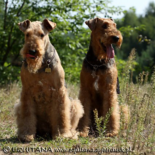 airedale-terrier209