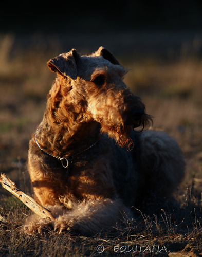 airedale-terrier21