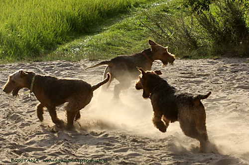 airedale-terrier211