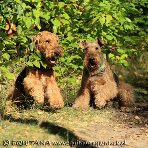 airedale-terrier212