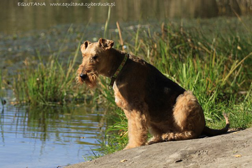 airedale-terrier214