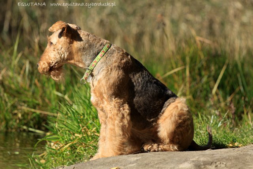 airedale-terrier215