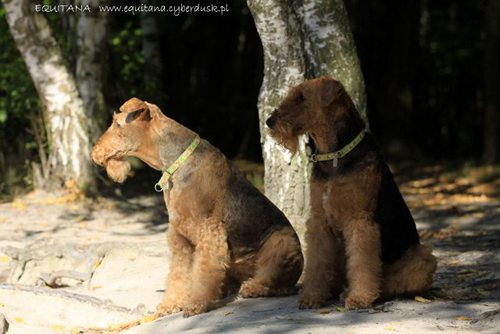 airedale-terrier216