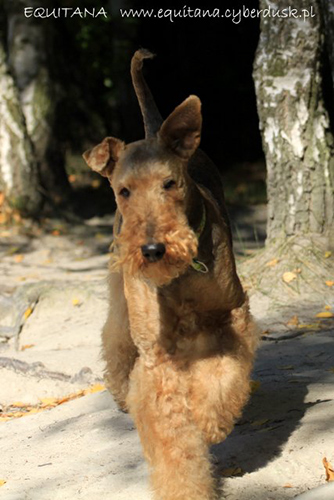 airedale-terrier217