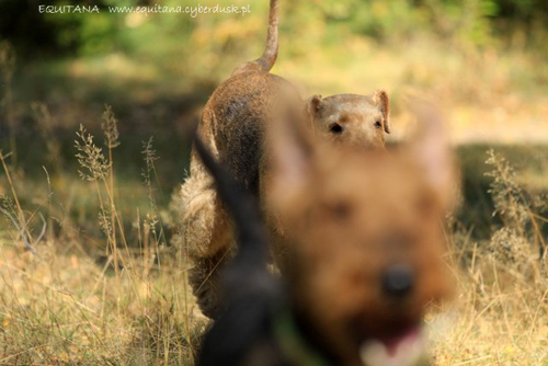 airedale-terrier218