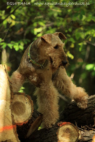 airedale-terrier219