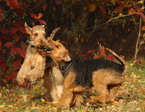 airedale-terrier22