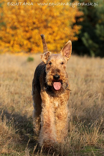 airedale-terrier220