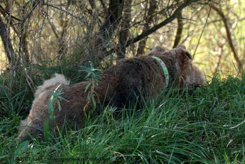 airedale-terrier222