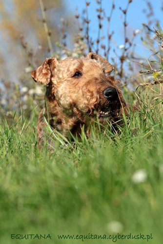 airedale-terrier223