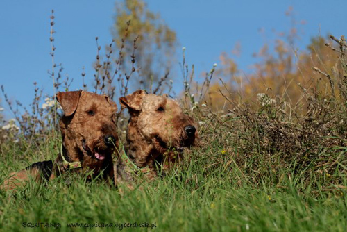 airedale-terrier224