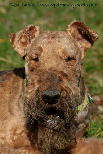 airedale-terrier226