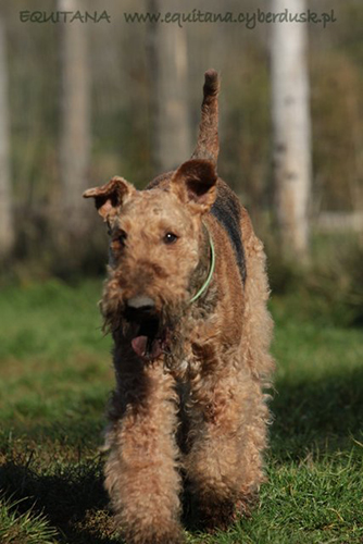 airedale-terrier227