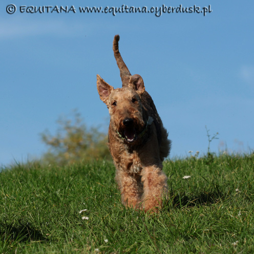 airedale-terrier228