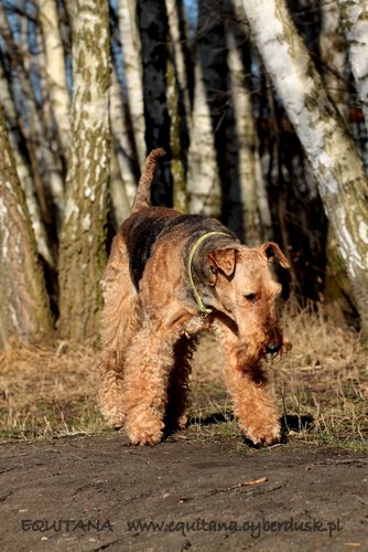 airedale-terrier229