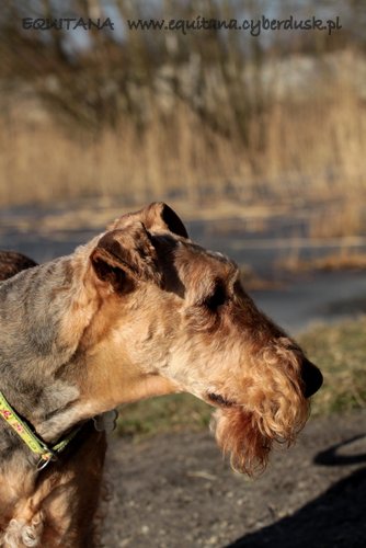 airedale-terrier230