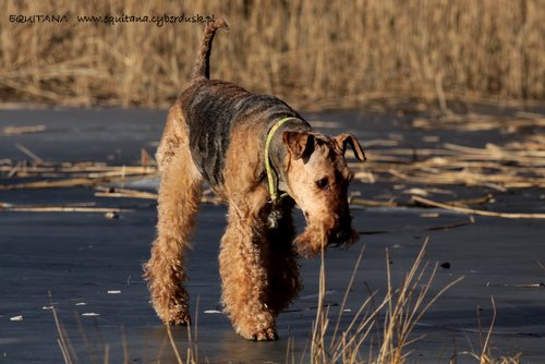 airedale-terrier231