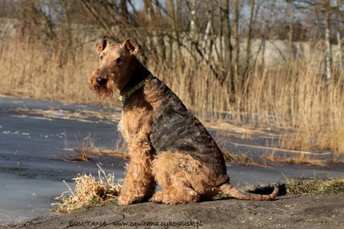 airedale-terrier232