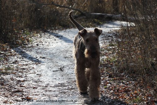 airedale-terrier233