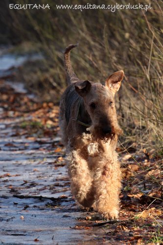 airedale-terrier234