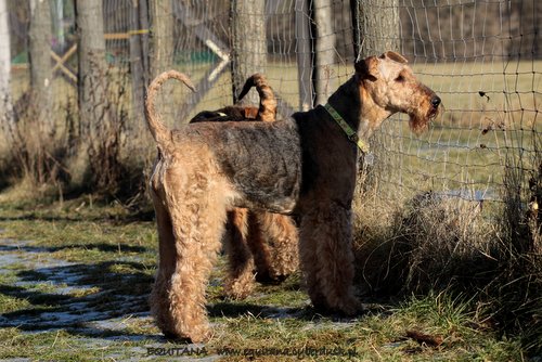 airedale-terrier235