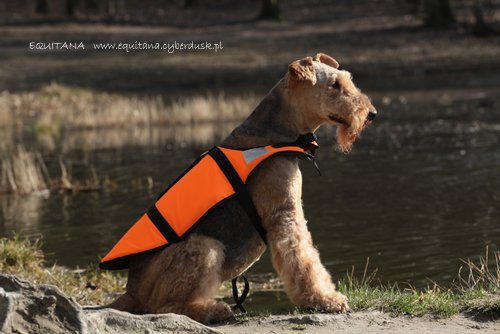 airedale-terrier237