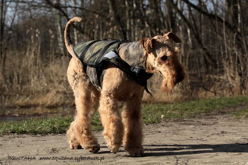 airedale-terrier238