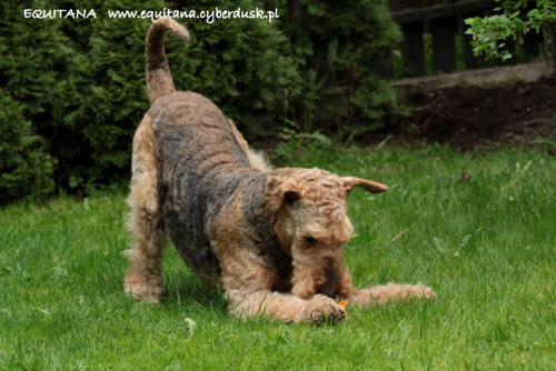 airedale-terrier239