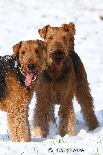 airedale-terrier24