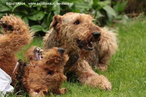 airedale-terrier241