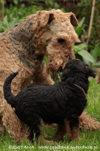 airedale-terrier242