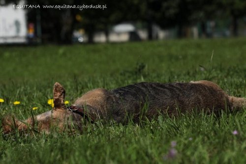 airedale-terrier243