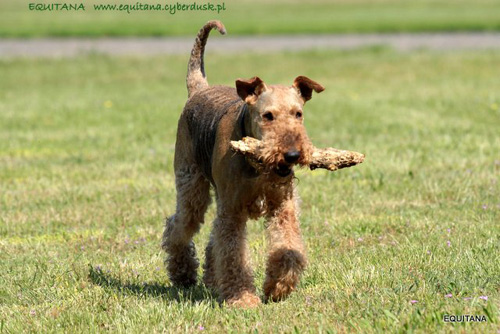 airedale-terrier244