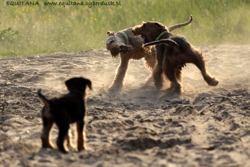 airedale-terrier246