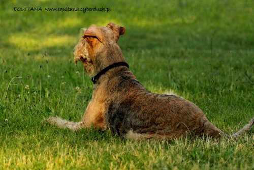 airedale-terrier248