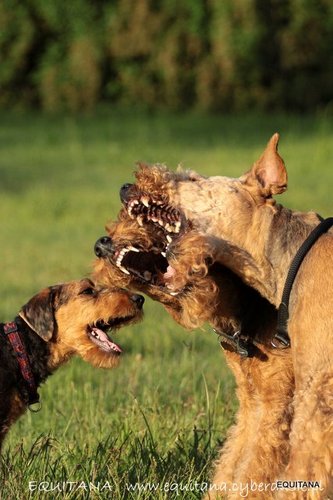 airedale-terrier249