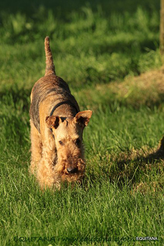 airedale-terrier250