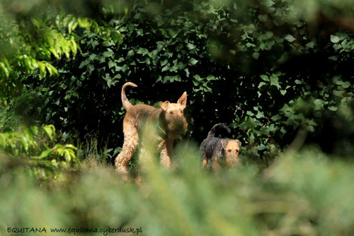 airedale-terrier251