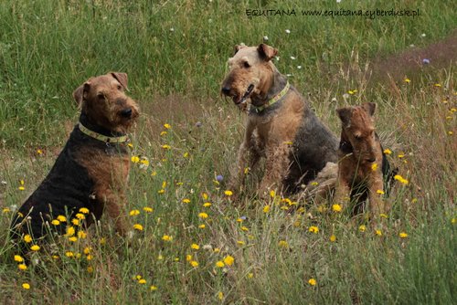 airedale-terrier244