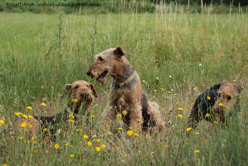 airedale-terrier245