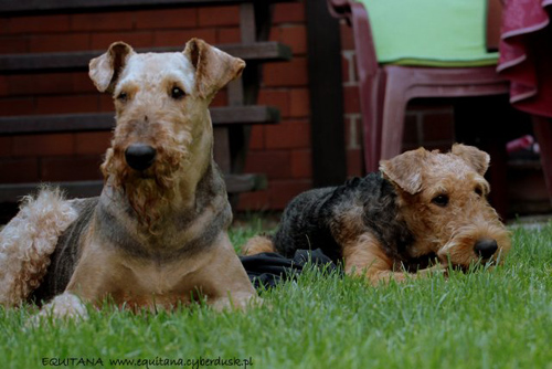 airedale-terrier246